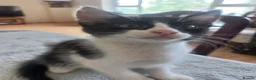 Mixed Breed cats for sale: Gorgeous kittens for sale  in South Croydon - Advert 1