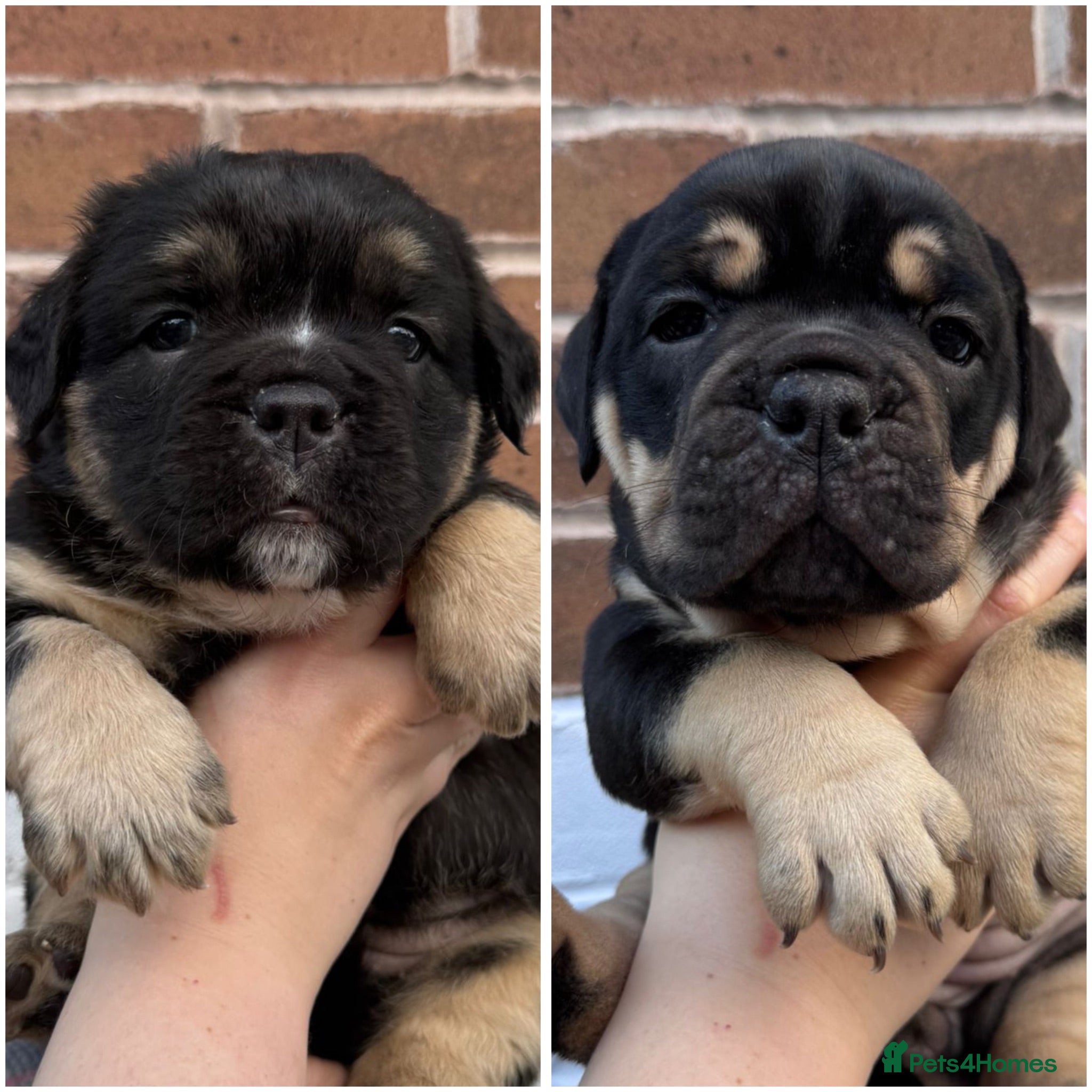 Olde English Bulldogge dogs Champion Bloodline Health Tested OEB puppies - Advert 1