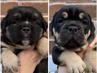 Olde English Bulldogge dogs Champion Bloodline Health Tested OEB puppies - Advert 4