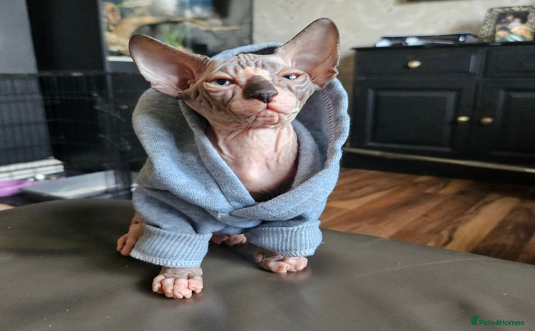 Sphynx cats - Advert 11