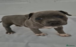 Staffordshire Bull Terrier dogs for sale: Blue Staffs £1,100 Deposit is £245 - Image 9