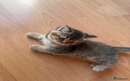 Scottish Fold cats for sale: Scottish fold kittens - Image 10