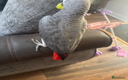 Parrots birds for sale: African grey male  - Image 3