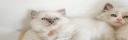 Ragdoll cats for sale: READY😻PURE BEAUTIFUL RAGDOLL 😻😻😻 - Advert 21