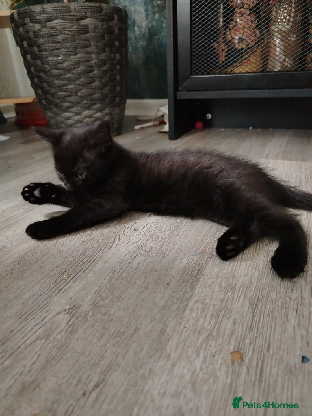 Mixed Breed cats for sale: Ready now!  in Plymouth - Advert 3