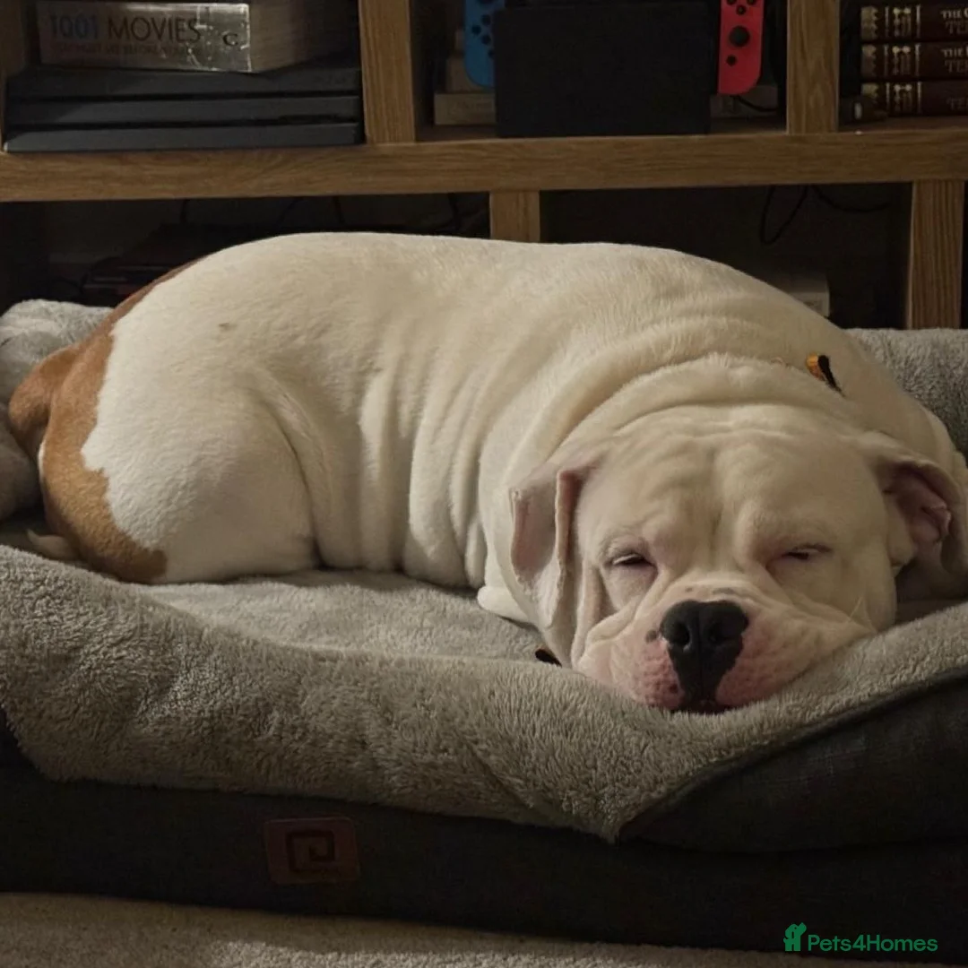 Mixed Breed dogs for adoption: FOR ADOPTION- PATCH - EASTLEIGH - Advert 4