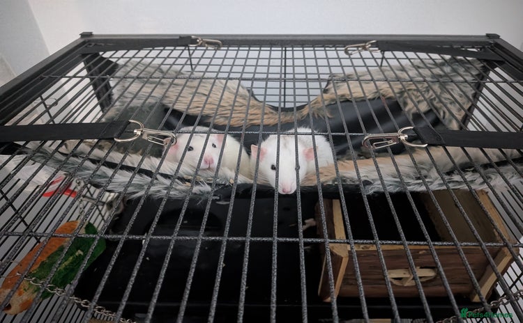 Rat rodents - Advert 6