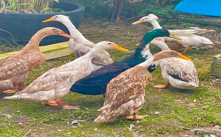Ducks poultry - Advert 2