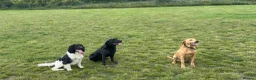 English Springer Spaniel dogs for stud: Springer spaniel stud  - Advert 2