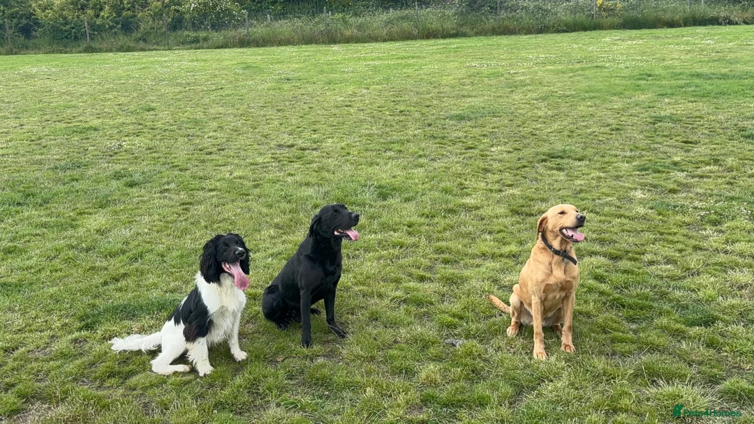 English Springer Spaniel dogs for stud: Springer spaniel stud  - Advert 2