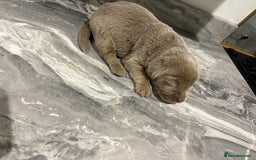 Labrador Retriever dogs for sale: GORGEOUS silver Labradors 🐶  - Advert 4