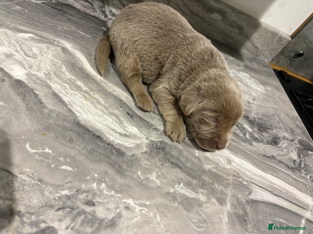 Labrador Retriever dogs for sale: GORGEOUS silver Labradors 🐶  - Advert 4