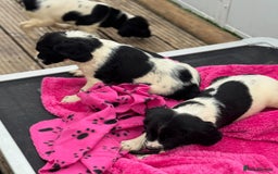 English Springer Spaniel dogs for sale: KC Calm English Springer Spaniel Puppies - Image 23