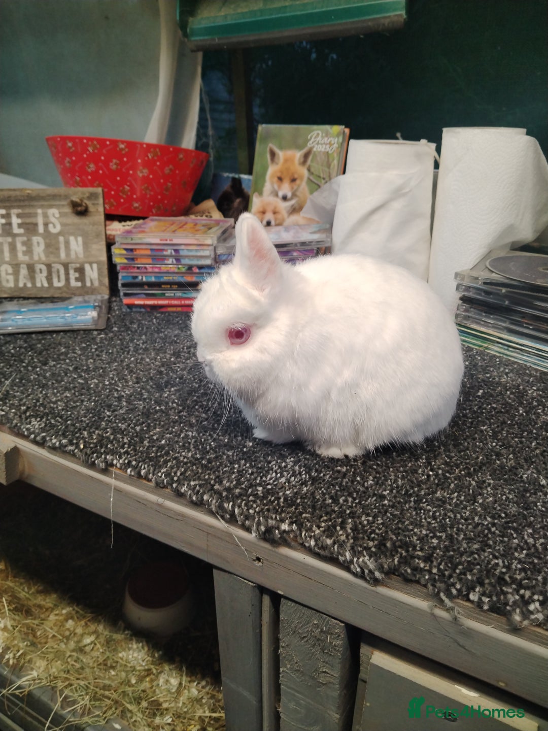 Netherland Dwarf rabbits for sale: Siamese sable Netherland dwarf  - Image 2