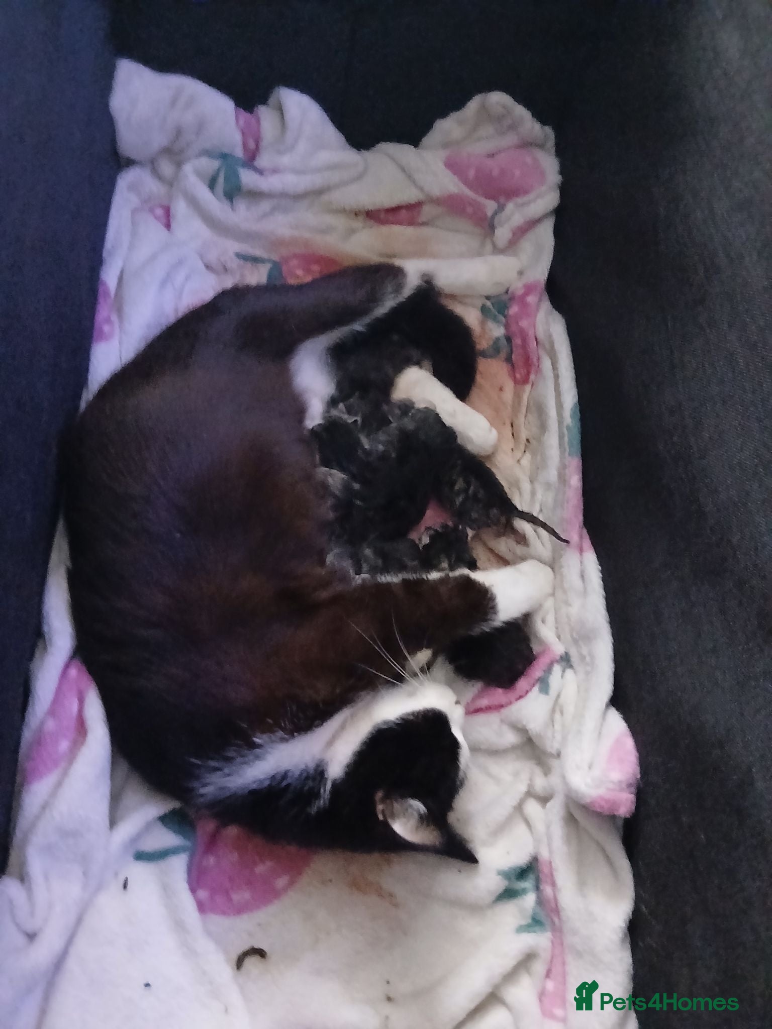 Mixed Breed cats Litter off kittens - Advert 3
