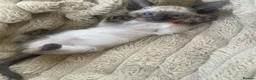 Siamese cats for sale: Last girl lilac point left  - Advert 20