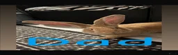 Continental Giant rabbits for sale: Continental Giant baby bunnies  - Advert 13