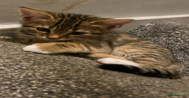 Bengal cats - Advert 8