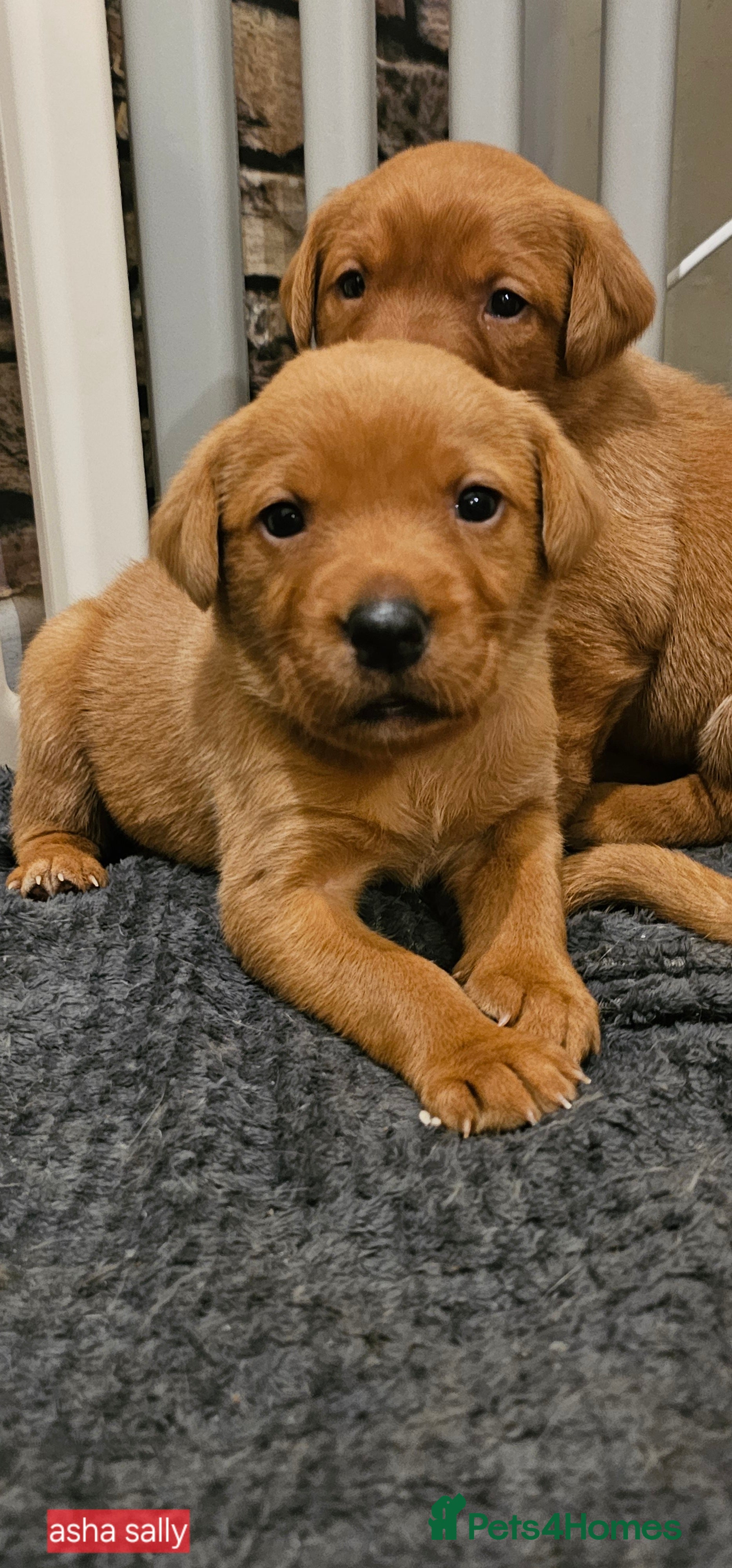 Labrador Retriever dogs KC Chunky Fox Red Labrador Puppys - Advert 2