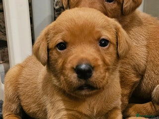 Labrador Retriever dogs KC Chunky Fox Red Labrador Puppys - Advert 4