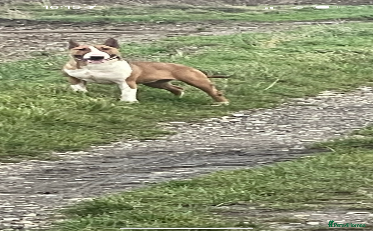 English Bull Terrier dogs - Advert 1