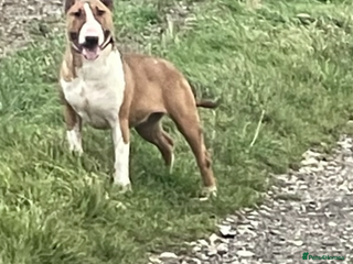 English Bull Terrier dogs for sale - Advert 1