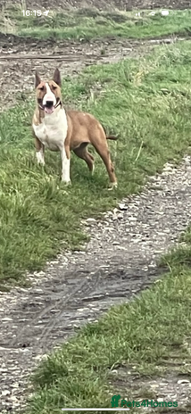 English Bull Terrier dogs - Advert 1