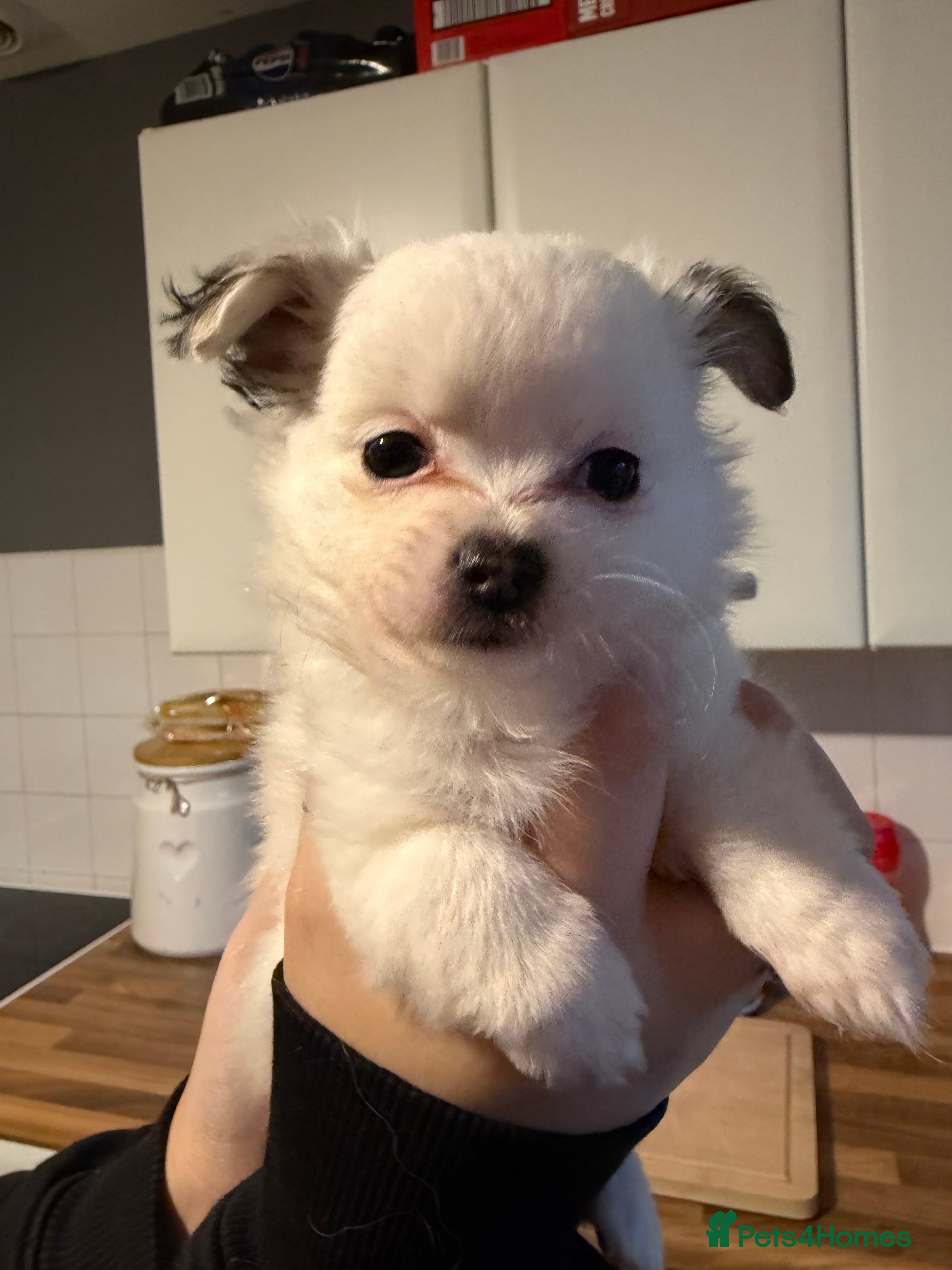 Pomchi dogs Pomchi puppies *ready now * - Advert 1