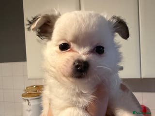 Pomchi dogs Pomchi puppies *ready now * - Advert 5