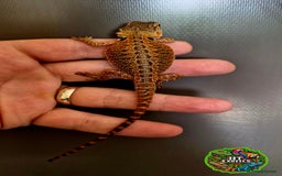 Bearded Dragon reptiles for sale: Pogona vitticeps + vitticeps/Barbata hybrids - Image 31