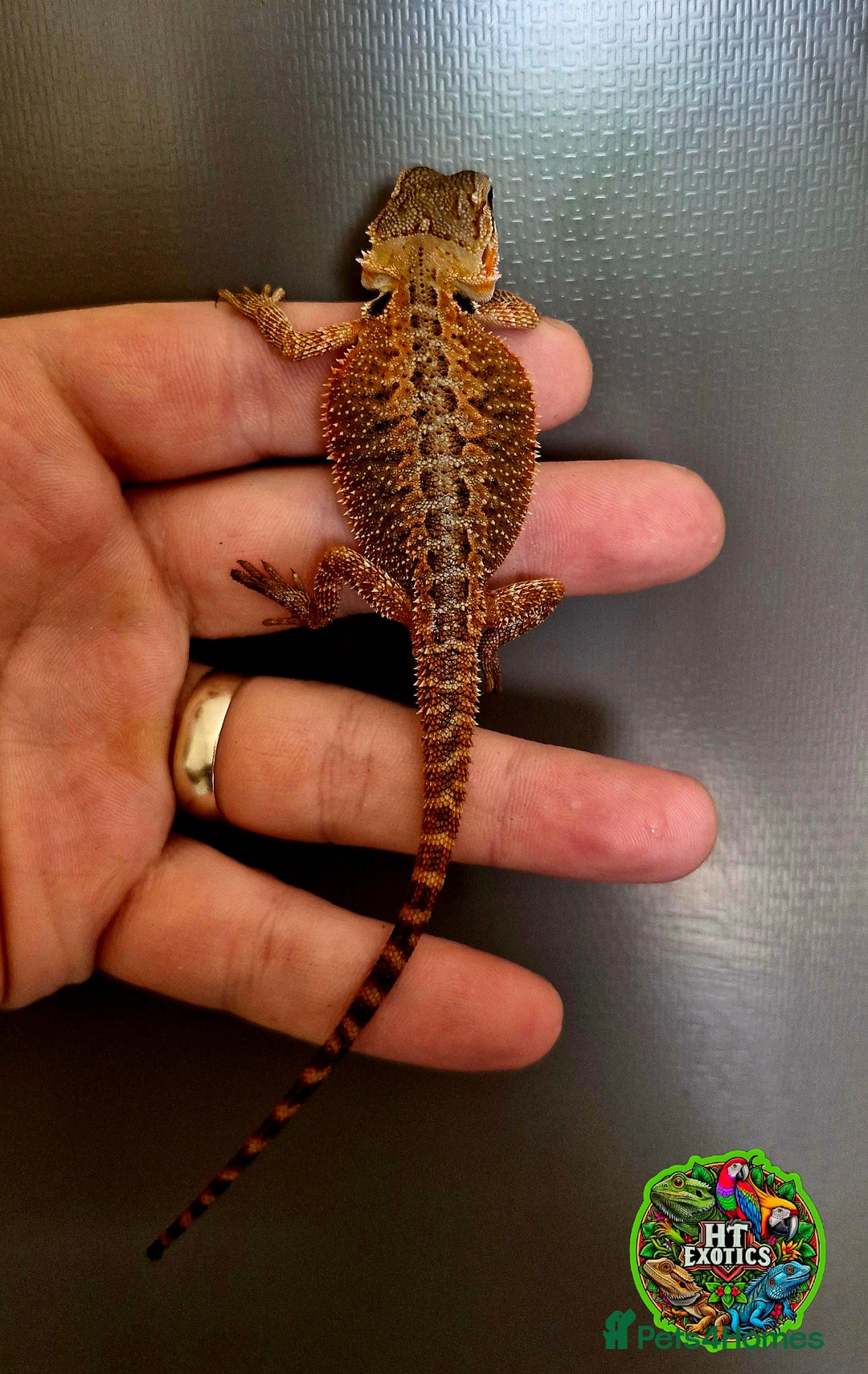 Bearded Dragon reptiles for sale: Pogona vitticeps + vitticeps/Barbata hybrids - Image 31