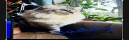 Ragdoll cats for sale: GCCF Sealpoint Lynx Mitted Ragdoll Kittens  - Advert 30