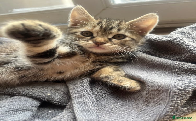 Mixed Breed cats - Advert 4