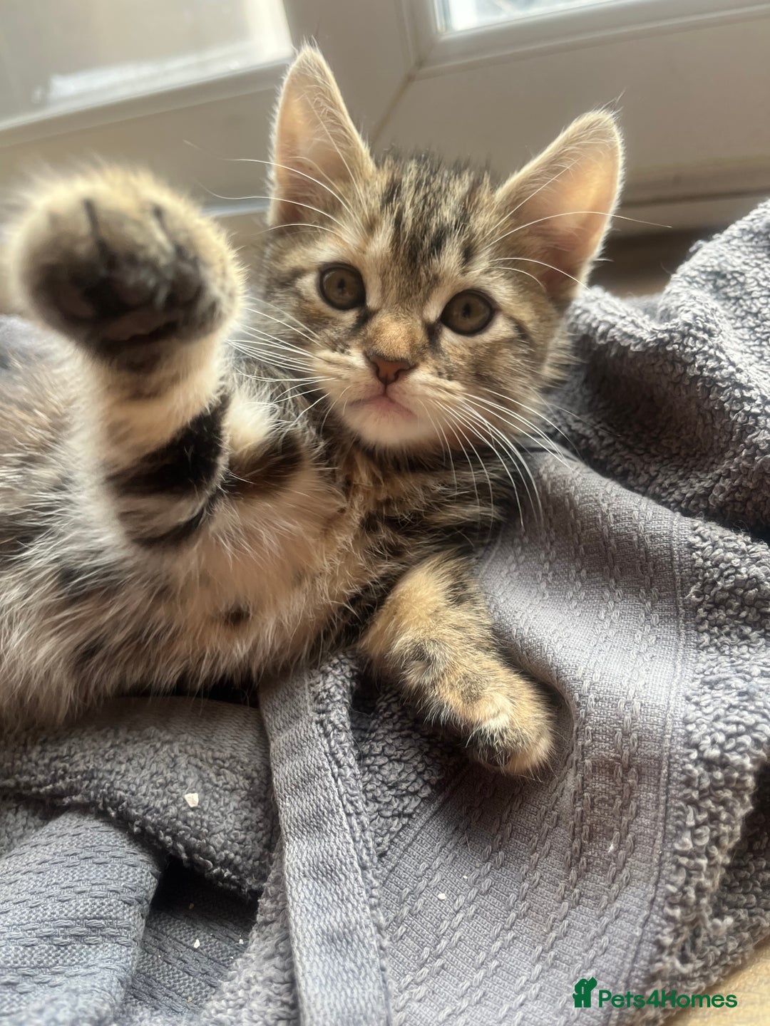 Mixed Breed cats for sale: Kittens  - Image 1