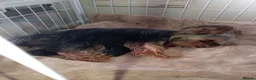 Yorkshire Terrier dogs for sale: 2 beautiful boys Yorkies dad kc registered  - Advert 26