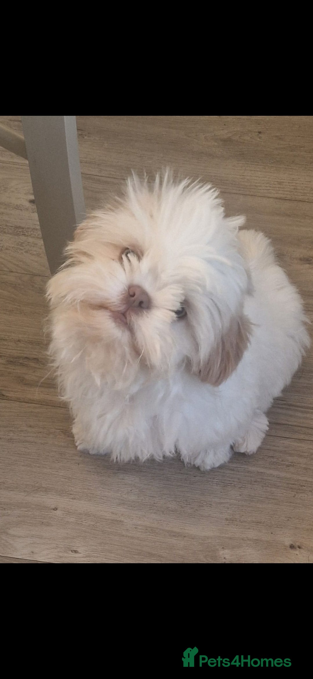 Shih Tzu dogs for sale: KC REGISTERED IMEPERIEL SHIH TZU  - Image 2