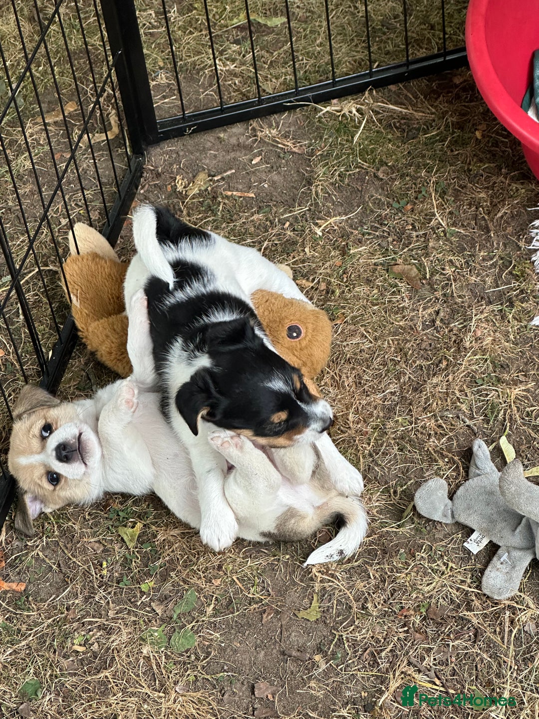 Mixed Breed dogs for sale: Jack Russell x Chorkie Jack Puppies - Image 5