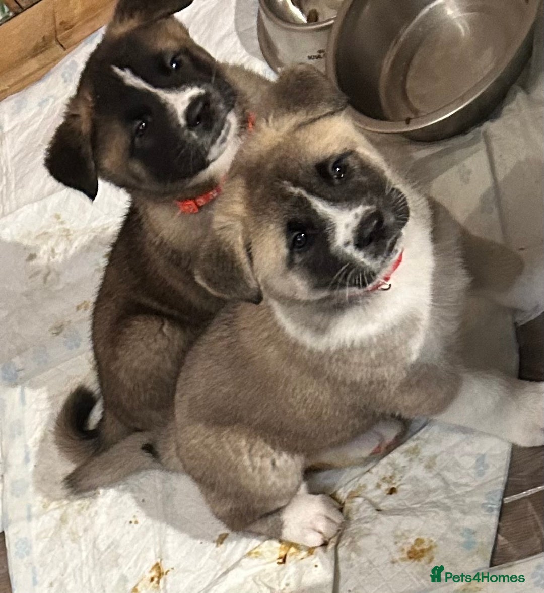 Akita dogs for sale: Akita Puppies for Sale - Advert 29