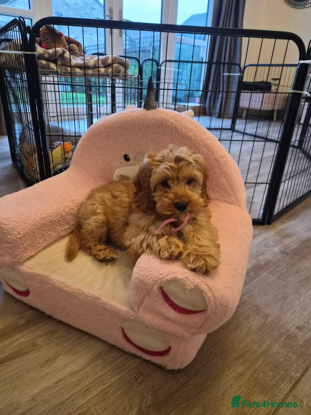 Cockapoo dogs for sale: SALE ON HOLD / RETHINKING Cockapoo puppy ,  - Advert 1