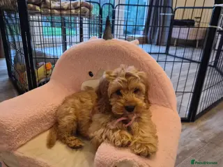 Cockapoo dogs Cockapoo puppy , upto date with vet etc - Advert 2