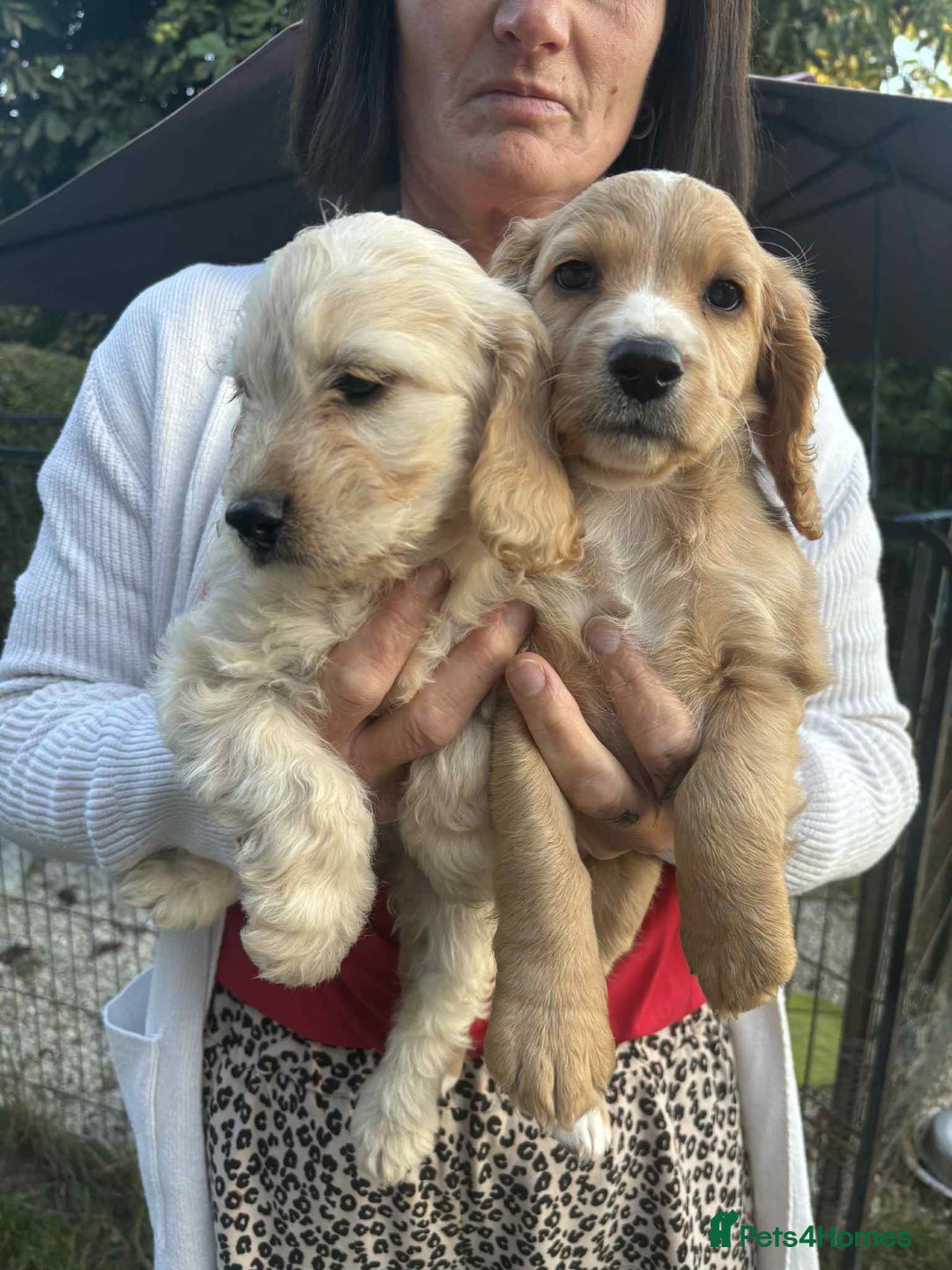 Cockapoo dogs for sale: cockapoo puppies - Image 1