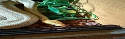 Python Snake reptiles for sale: Royal python with Viv  - Advert 2