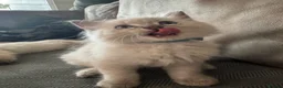 Ragdoll cats for sale: Male ragdoll - Advert 4