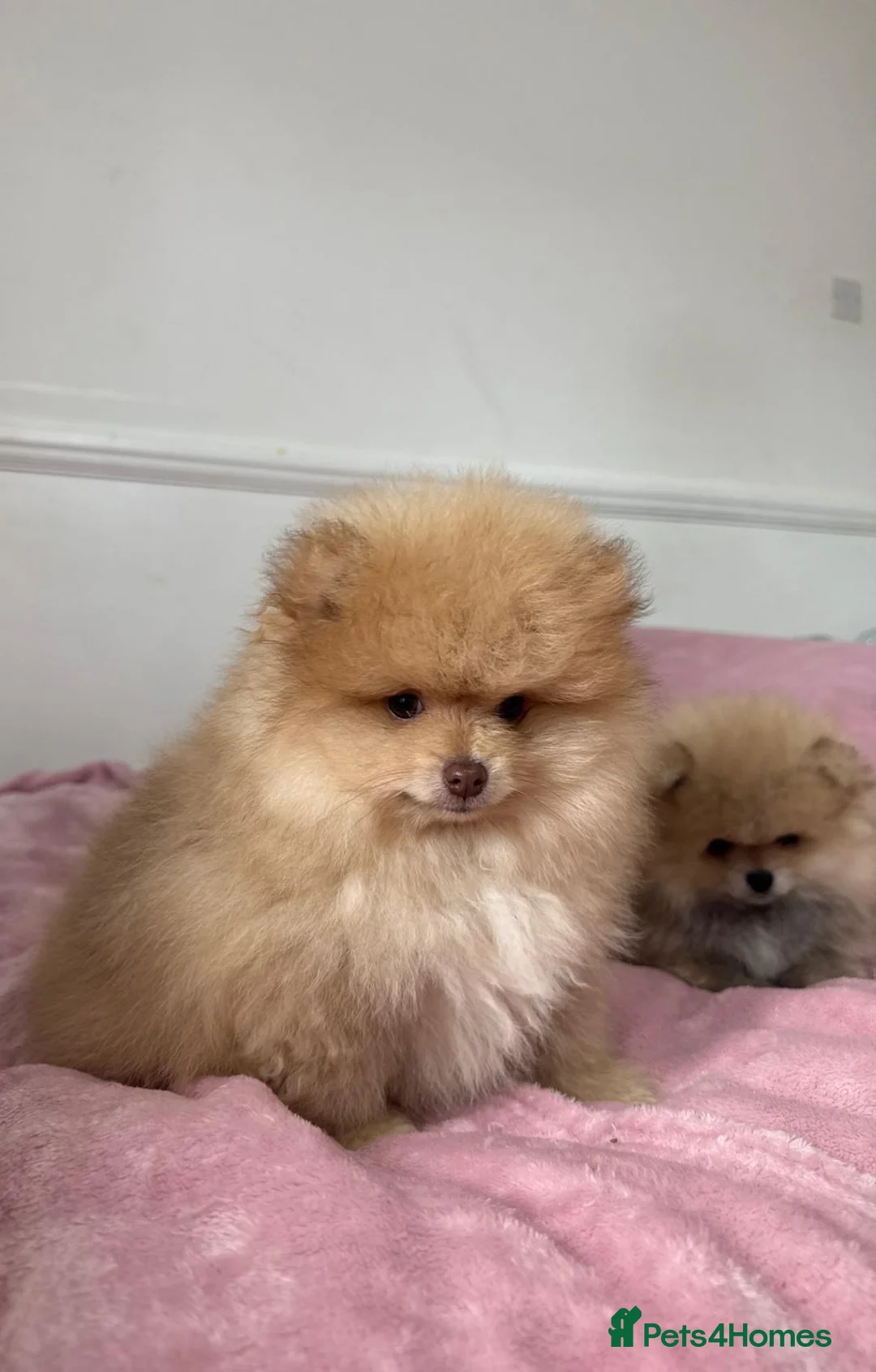 Pomeranian dogs for sale: Ready to go Excellent Pomeranian - Advert 35