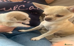 Chihuahua dogs for sale: Stunning Chocolate and white Smooth haired pups - Image 2
