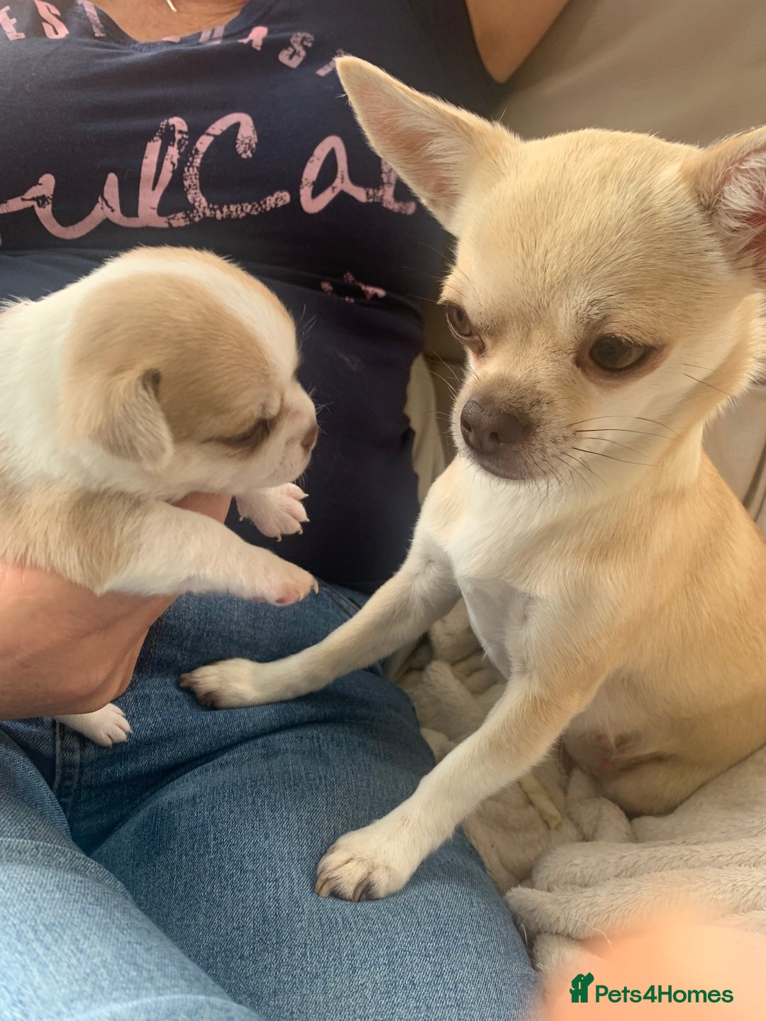 Chihuahua dogs for sale: Stunning Chocolate and white Smooth haired pups - Image 2