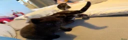 British Shorthair cats for sale: 2 male kittens for sale  - Advert 6