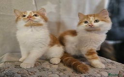 British Shorthair cats for sale: Ginger and white kittens  - Image 4