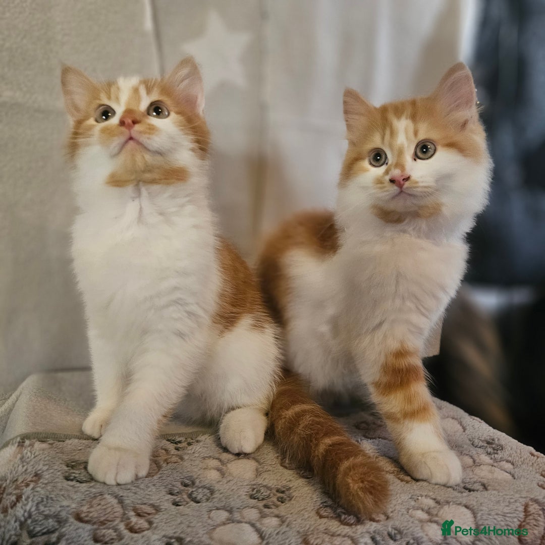British Shorthair cats for sale: Ginger and white kittens  - Image 4
