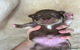 Chihuahua dogs for sale: Chihuahua 2 boys. Chocolate and black  - Image 8